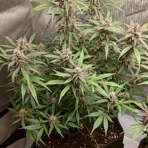 Lemon Cherry Cookies  #1 growlog timeline photo