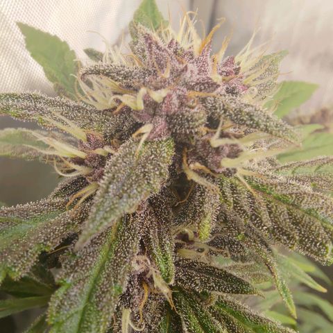 Lemon Cherry Cookies  #1 growlog timeline photo