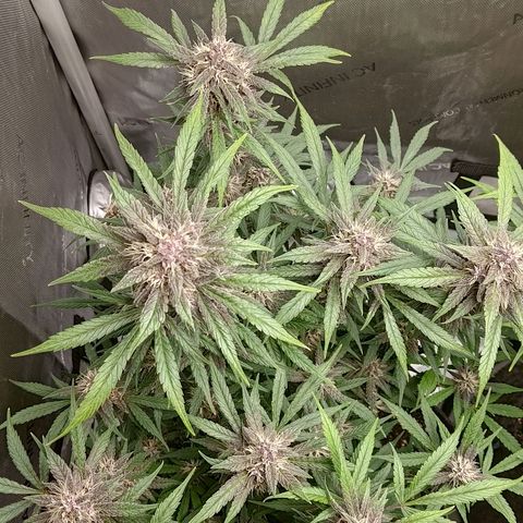 Lemon Cherry Cookies  #1 growlog timeline photo