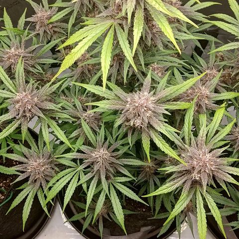 Lemon Cherry Cookies  #2 growlog timeline photo