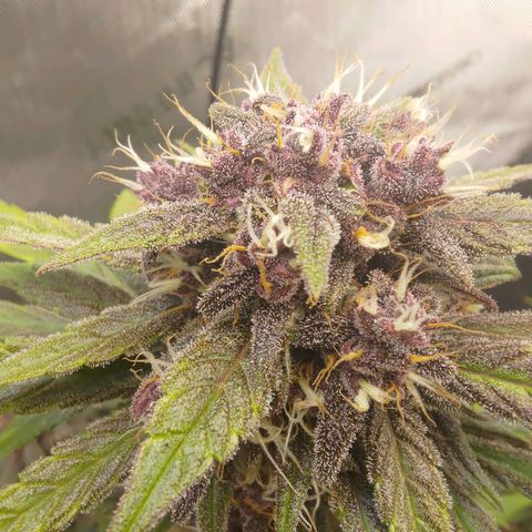 Lemon Cherry Cookies  #2 growlog timeline photo