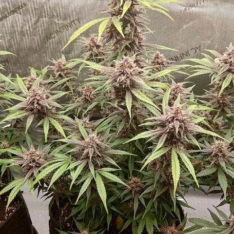 Lemon Cherry Cookies  #2 growlog timeline photo