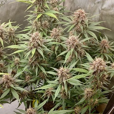 Lemon Cherry Cookies  #3 growlog timeline photo