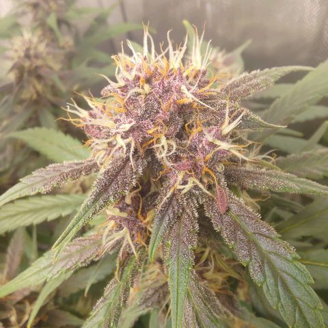 Lemon Cherry Cookies  #3 growlog timeline photo