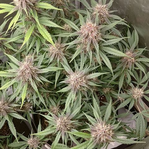 Lemon Cherry Cookies  #3 growlog timeline photo