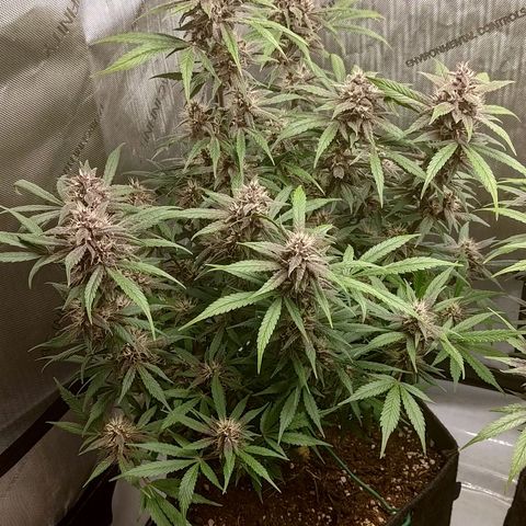 Lemon Cherry Cookies  #1 growlog timeline photo