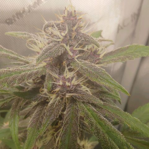 Lemon Cherry Cookies  #1 growlog timeline photo