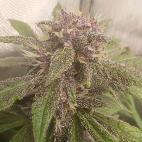 Lemon Cherry Cookies  #1 growlog timeline photo