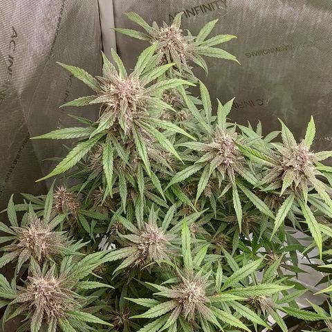 Lemon Cherry Cookies  #1 growlog timeline photo