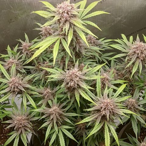 Lemon Cherry Cookies  #2 growlog timeline photo