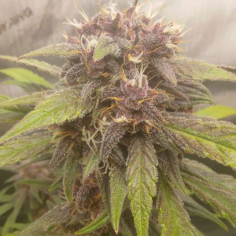 Lemon Cherry Cookies  #2 growlog timeline photo
