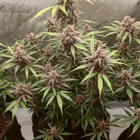 Lemon Cherry Cookies  #2 growlog timeline photo