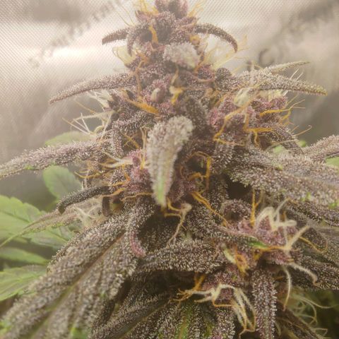 Lemon Cherry Cookies  #2 growlog timeline photo