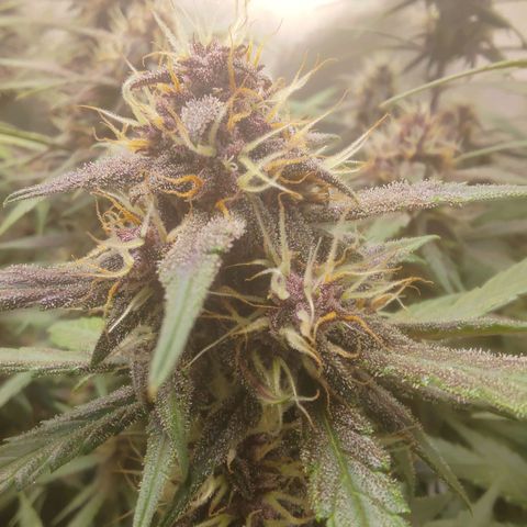 Lemon Cherry Cookies  #3 growlog timeline photo