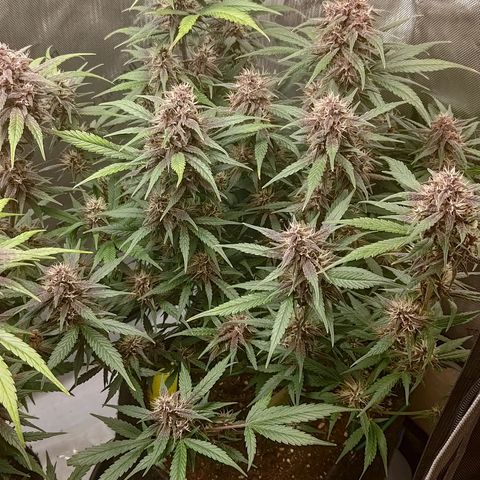 Lemon Cherry Cookies  #3 growlog timeline photo