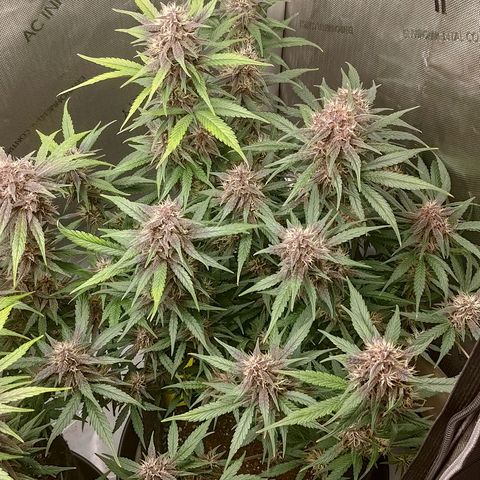 Lemon Cherry Cookies  #3 growlog timeline photo