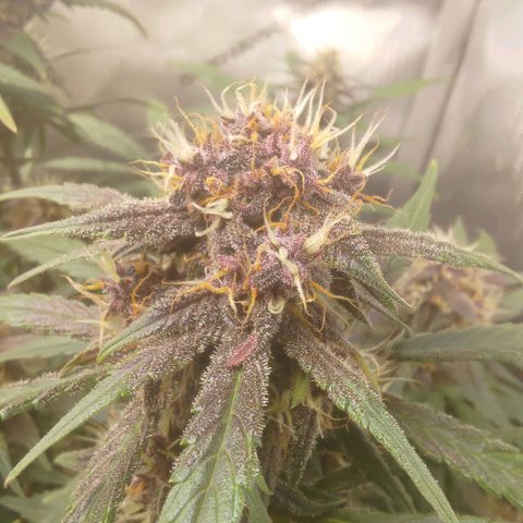 Lemon Cherry Cookies  #3 growlog timeline photo