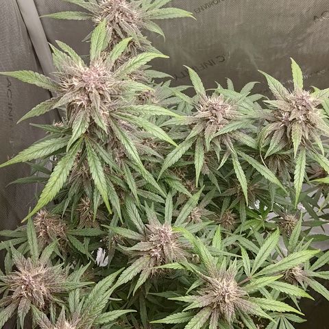 Lemon Cherry Cookies  #1 growlog timeline photo