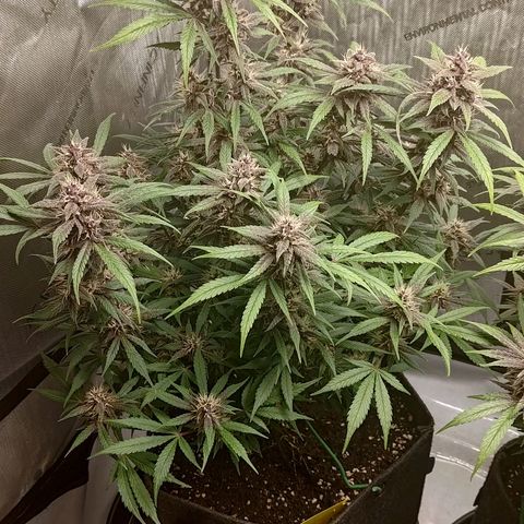 Lemon Cherry Cookies  #1 growlog timeline photo