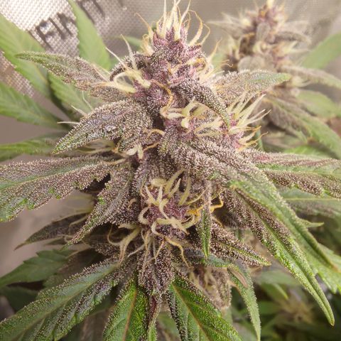 Lemon Cherry Cookies  #1 growlog timeline photo