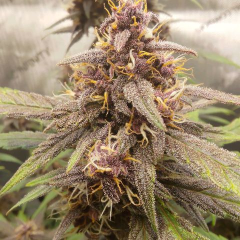 Lemon Cherry Cookies  #2 growlog timeline photo