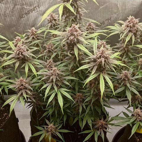Lemon Cherry Cookies  #2 growlog timeline photo
