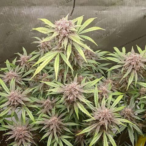 Lemon Cherry Cookies  #2 growlog timeline photo