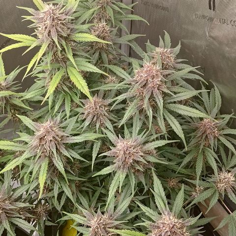 Lemon Cherry Cookies  #3 growlog timeline photo