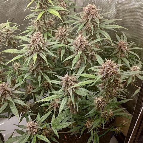 Lemon Cherry Cookies  #3 growlog timeline photo