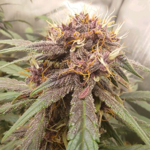 Lemon Cherry Cookies  #3 growlog timeline photo
