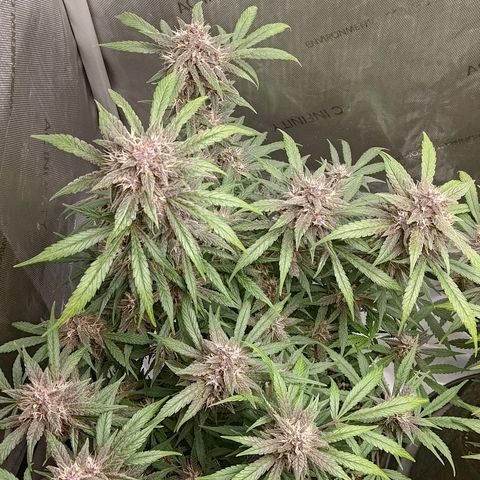 Lemon Cherry Cookies  #1 growlog timeline photo