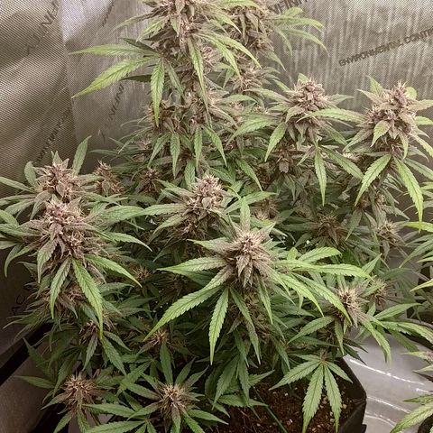 Lemon Cherry Cookies  #1 growlog timeline photo