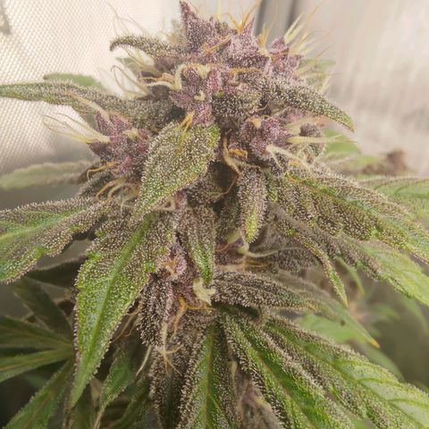 Lemon Cherry Cookies  #1 growlog timeline photo