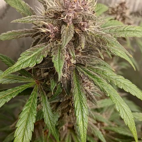 Lemon Cherry Cookies  #1 growlog timeline photo