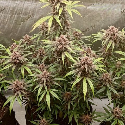 Lemon Cherry Cookies  #2 growlog timeline photo