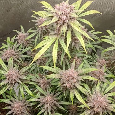 Lemon Cherry Cookies  #2 growlog timeline photo