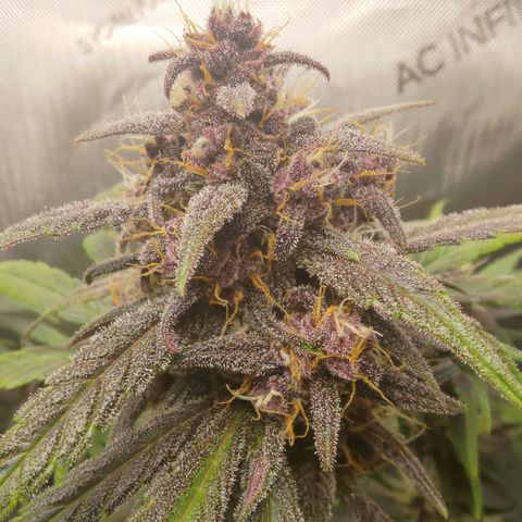 Lemon Cherry Cookies  #2 growlog timeline photo