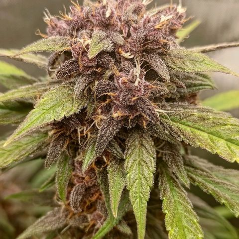 Lemon Cherry Cookies  #2 growlog timeline photo