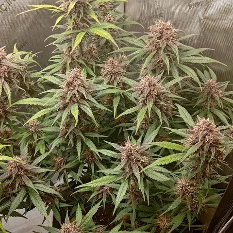 Lemon Cherry Cookies  #3 growlog timeline photo