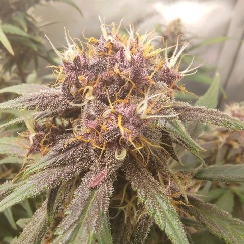 Lemon Cherry Cookies  #3 growlog timeline photo