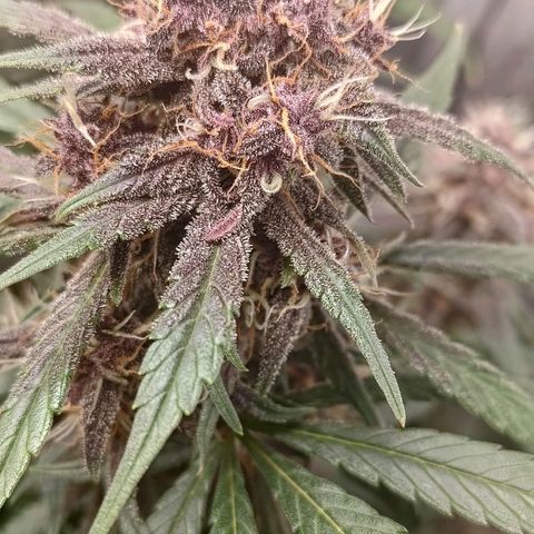 Lemon Cherry Cookies  #3 growlog timeline photo