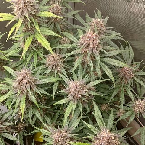 Lemon Cherry Cookies  #3 growlog timeline photo