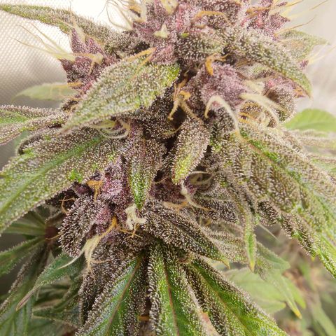 Lemon Cherry Cookies  #1 growlog timeline photo