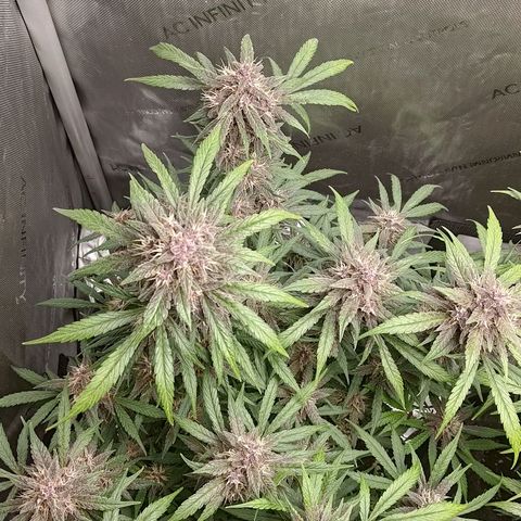 Lemon Cherry Cookies  #1 growlog timeline photo