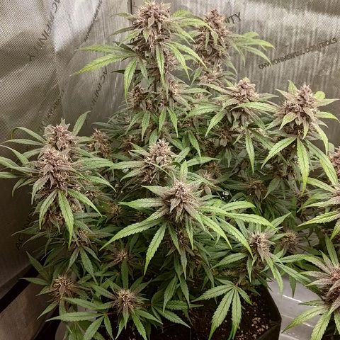 Lemon Cherry Cookies  #1 growlog timeline photo