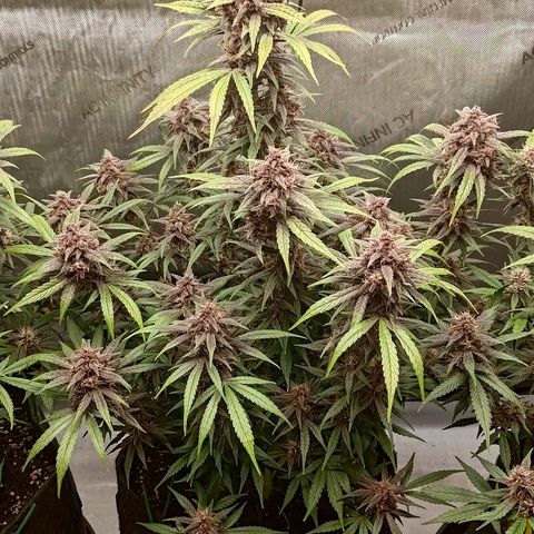 Lemon Cherry Cookies  #2 growlog timeline photo