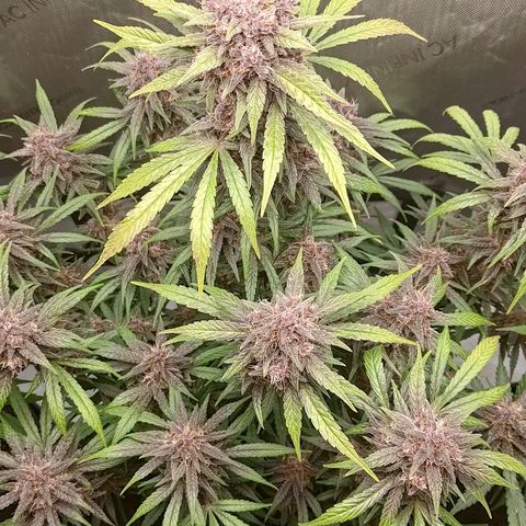 Lemon Cherry Cookies  #2 growlog timeline photo