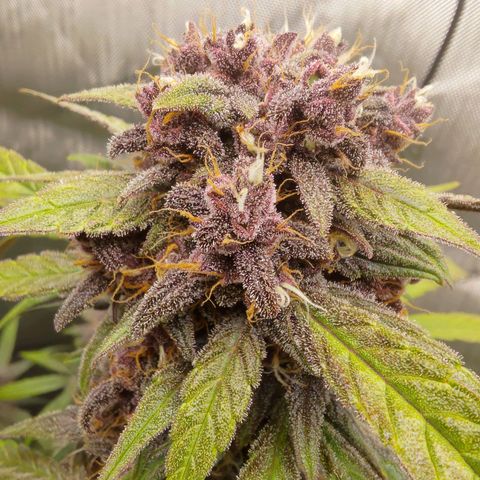 Lemon Cherry Cookies  #2 growlog timeline photo
