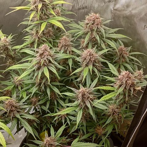 Lemon Cherry Cookies  #3 growlog timeline photo