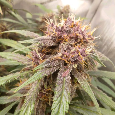 Lemon Cherry Cookies  #3 growlog timeline photo